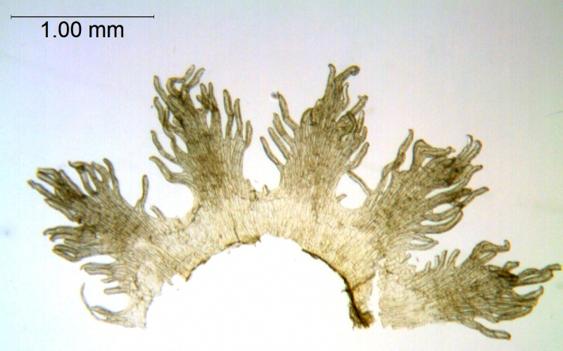 Cuscuta gymnocarpa; Galapagos Islands, Fagerlind & Wibom 3658 (S)