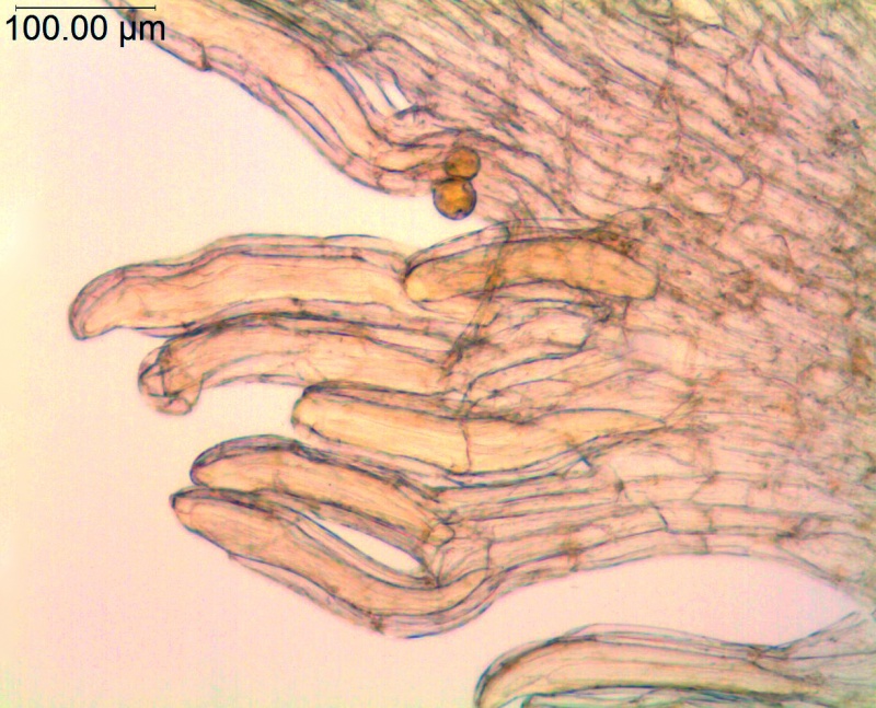 C. Cuscuta gymnocarpa; Galapagos Islands, Fagerlind & Wibom 3658 (S)