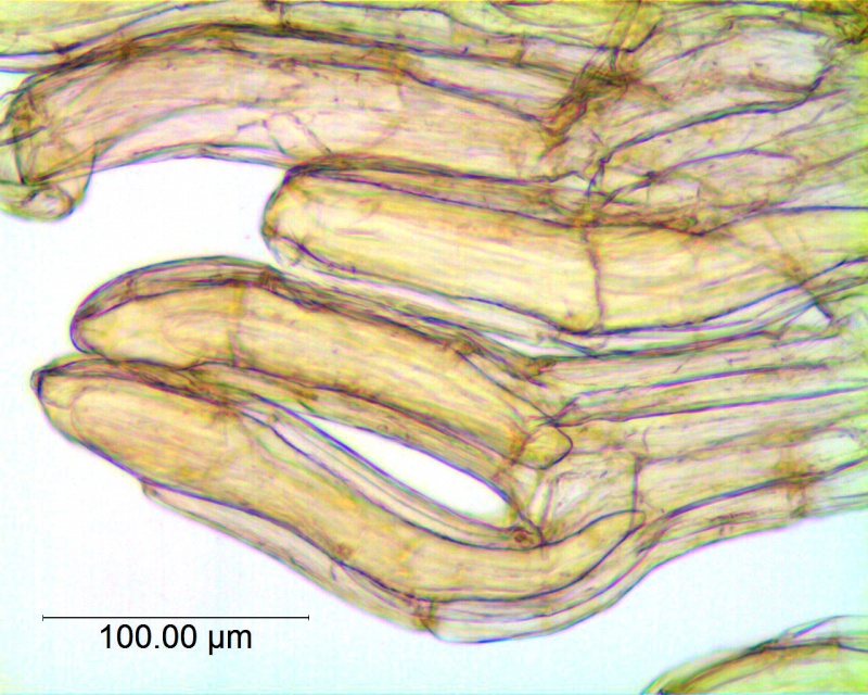 Cuscuta gymnocarpa; Galapagos Islands, Fagerlind & Wibom 3658 (S))