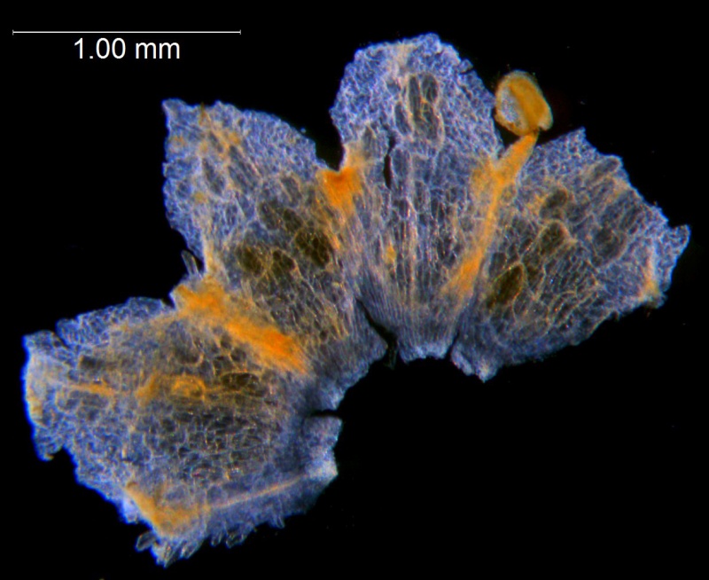 Cuscuta harperi; U.S.A., Alabama, Demaree 46295 (NY)