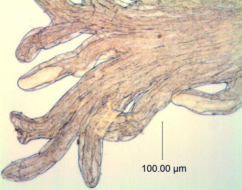 Cuscuta harperi; U.S.A., Alabama, Demaree 46295 (NY)