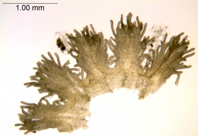 Cuscuta incurvata; Paraguay, Anisits 2395 (S)
