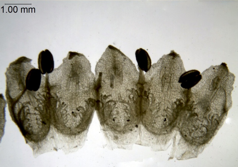 Cuscuta indecora var. longisepala; U.S.A. Texas, Runyon 2819 (NY)