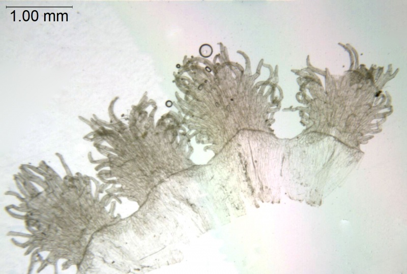 Cuscuta indecora var. longisepala; U.S.A. Texas, Runyon 2819 (NY)