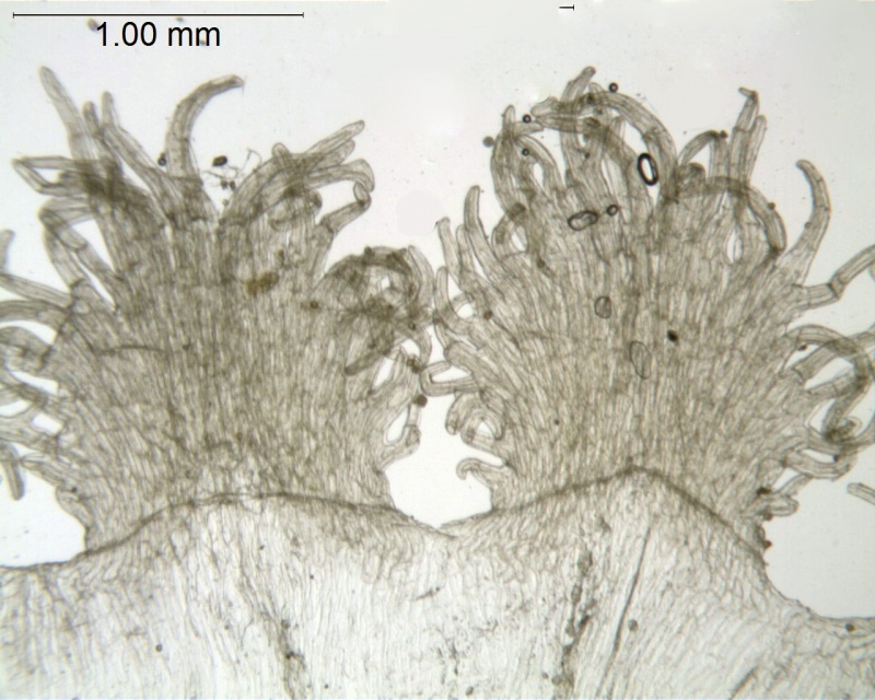 Cuscuta indecora var. longisepala; U.S.A. Texas, Runyon 2819 (NY)