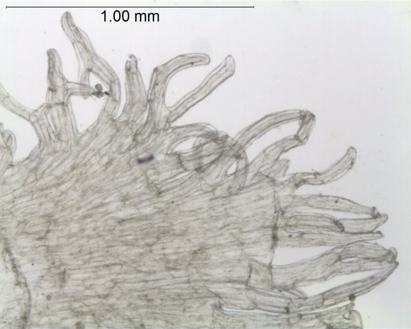 CCuscuta indecora var. longisepala; U.S.A. Texas, Runyon 2819 (NY)