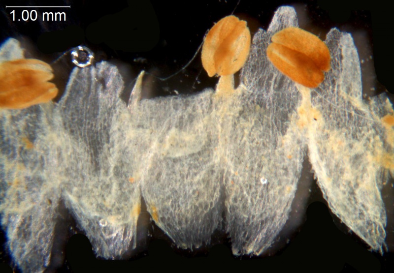 Cuscuta indecora var. indecora; U.S.A., California, Wolf 4392 (UC)