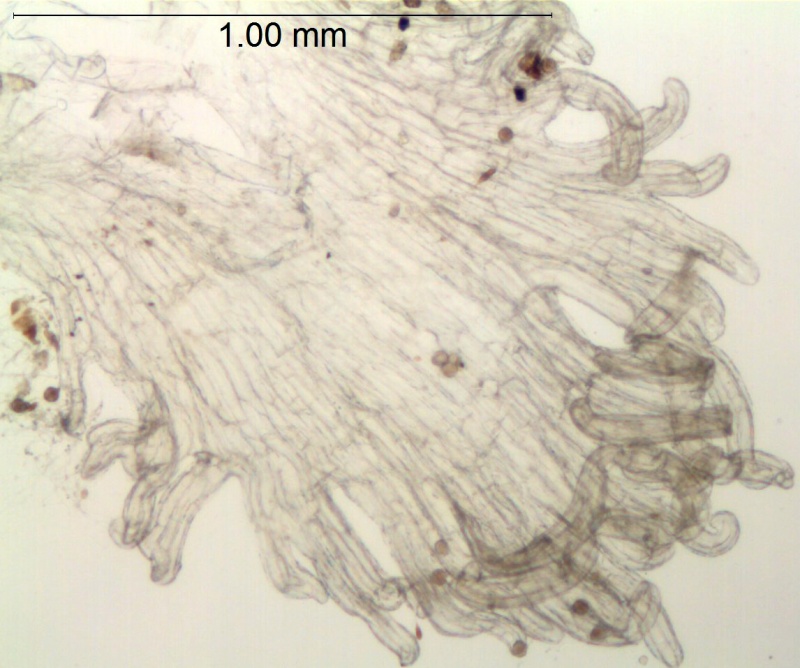 Cuscuta indecora var. indecora; U.S.A., California, Wolf 4392 (UC)