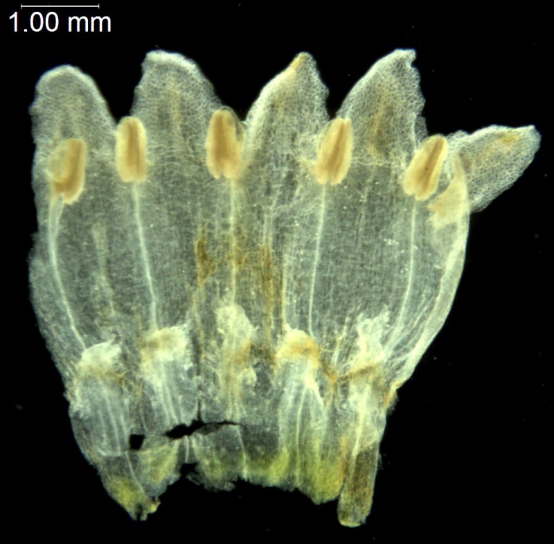 Cuscuta japonica; China, Bartholomew et al. 883 (NY)