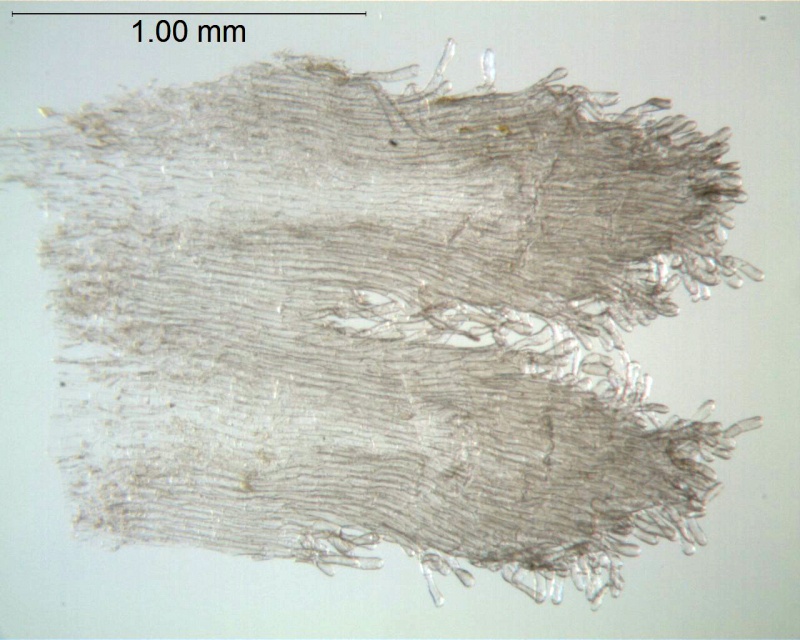 Cuscuta japonica; China, Bartholomew et al. 883 (NY)