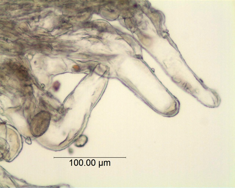 Cuscuta lehmanniana; Usbekistan, Vvedensky s.n (MEL)