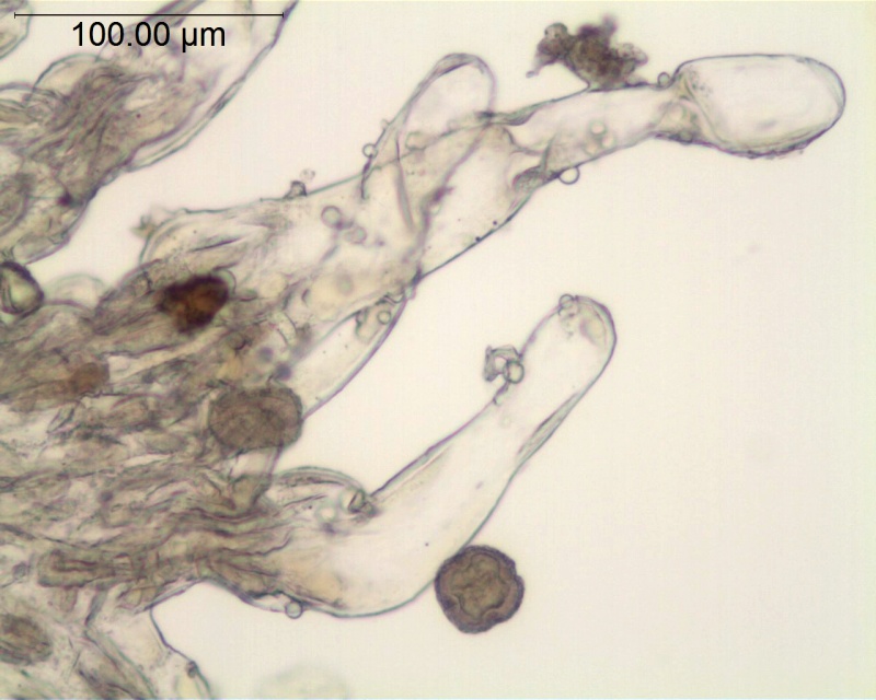 Cuscuta lehmanniana; Usbekistan, Vvedensky s.n (MEL)