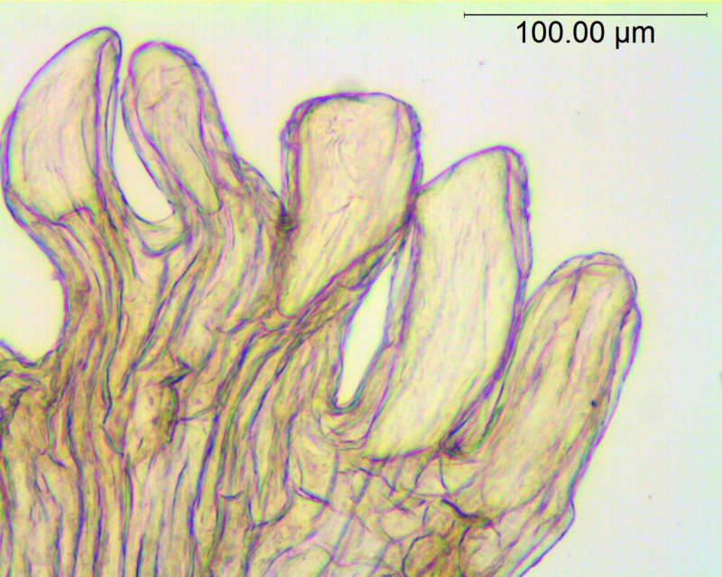 Cuscuta leptantha; Mexico, Van Devender & Reina 2000-933 (WLU)