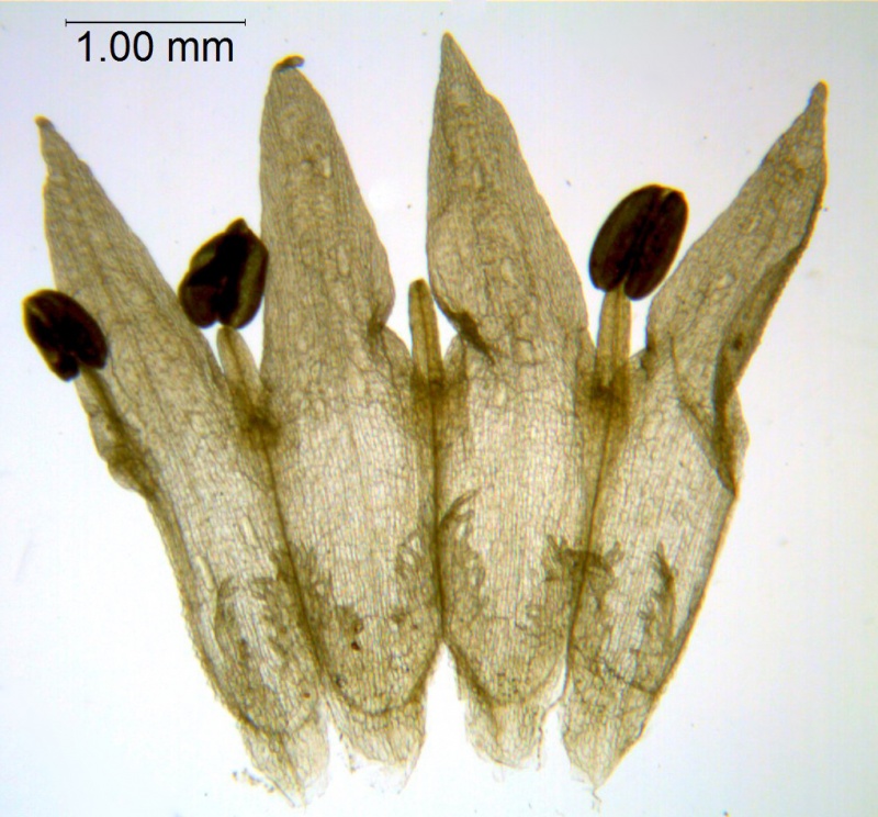 Cuscuta leptantha; Mexico, Van Devender & Reina 2000-933 (WLU)