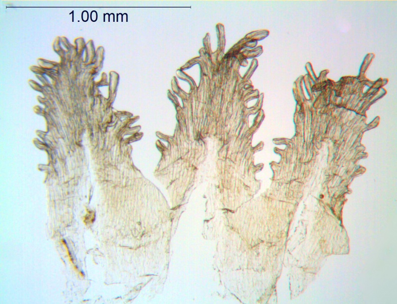 Cuscuta leptantha; Mexico, Van Devender & Reina 2000-933 (WLU)