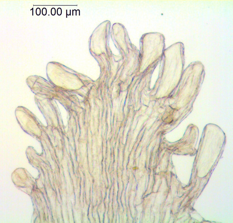 Cuscuta leptantha; Mexico, Van Devender & Reina 2000-933 (WLU)