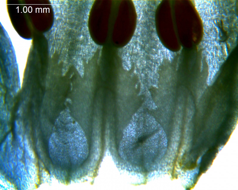 Cuscuta lindsayi; Mexico, Wiggins 13185 (MO)