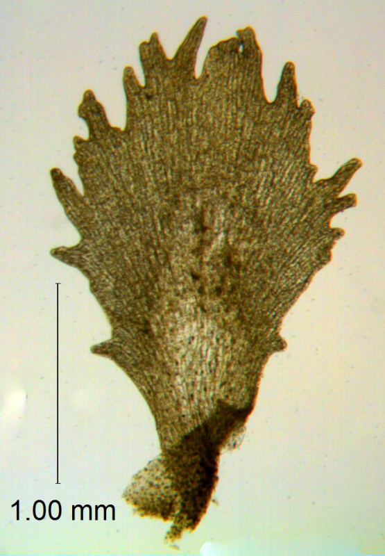 Cuscuta lindsayi; Mexico, Wiggins 13185 (MO)