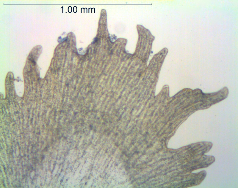 Cuscuta lindsayi; Mexico, Wiggins 13185 (MO)