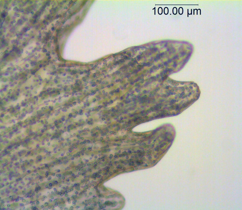 Cuscuta lindsayi; Mexico, Wiggins 13185 (MO)