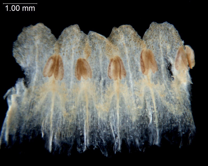 Cuscuta lupuliformis; Austria, Barta 2004-302 (NY)