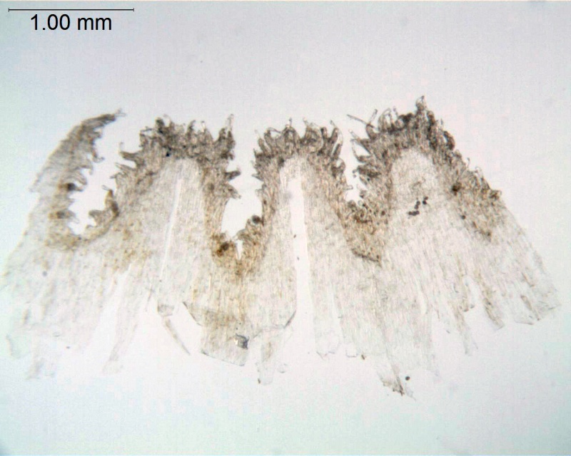 Cuscuta lupuliformis; Austria, Barta 2004-302 (NY)