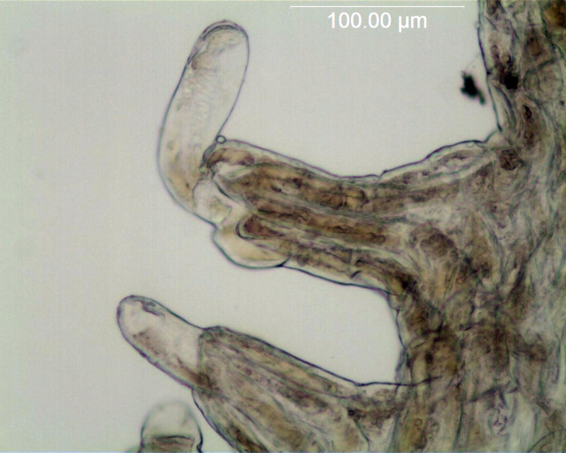 Cuscuta lupuliformis; Austria, Barta 2004-302 (NY)