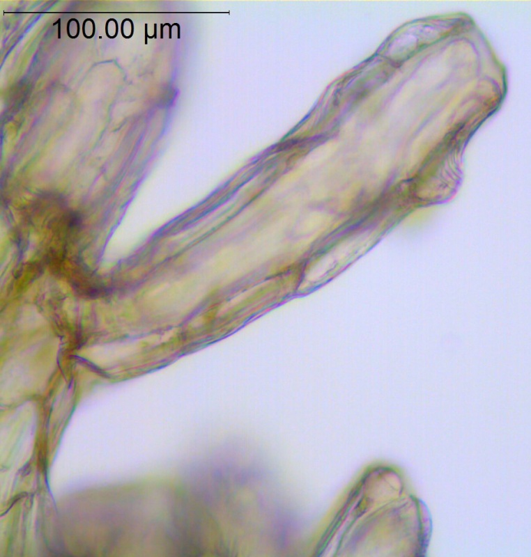 Cuscuta macrocephala; Mexico, Van Devender & Reina-G. 2006-872 (WLU)
