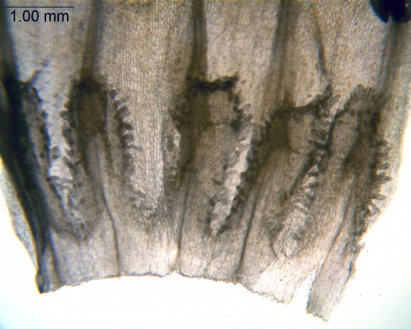 Cuscuta macrocephala; Mexico, Van Devender & Reina-G. 2006-872 (WLU)