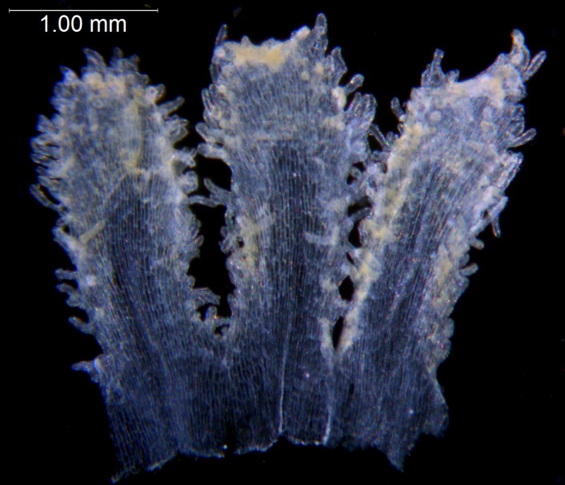Cuscuta macrocephala; Mexico, Van Devender & Reina-G. 2006-872 (WLU)