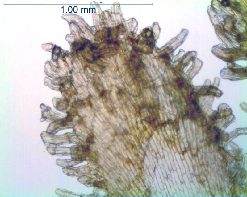 Cuscuta macrocephala; Mexico, Van Devender & Reina-G. 2006-872 (WLU)