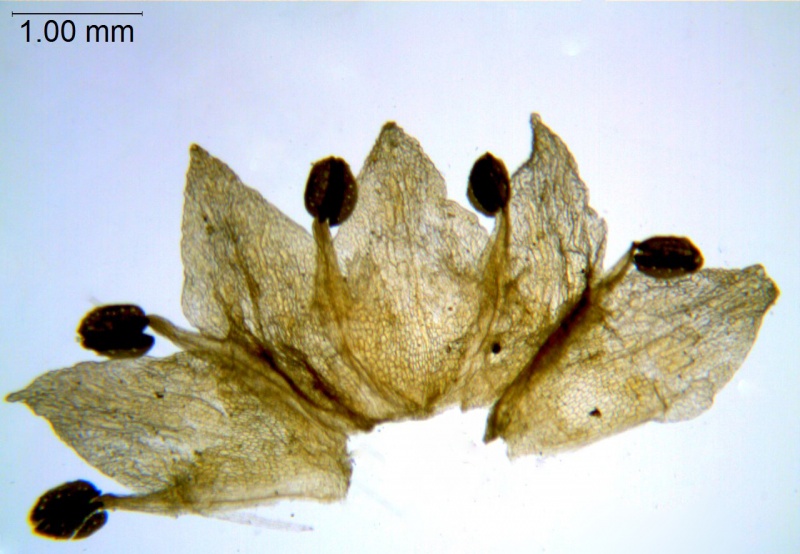 Cuscuta micrantha; Chile, Skottsberg 995 (S)