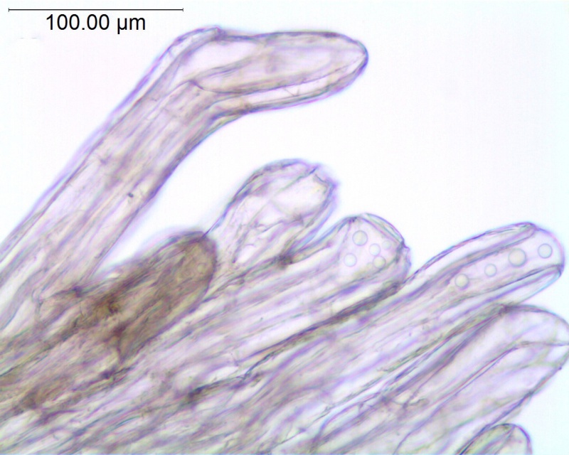 Cuscuta micrantha; Chile, Skottsberg 995 (S)