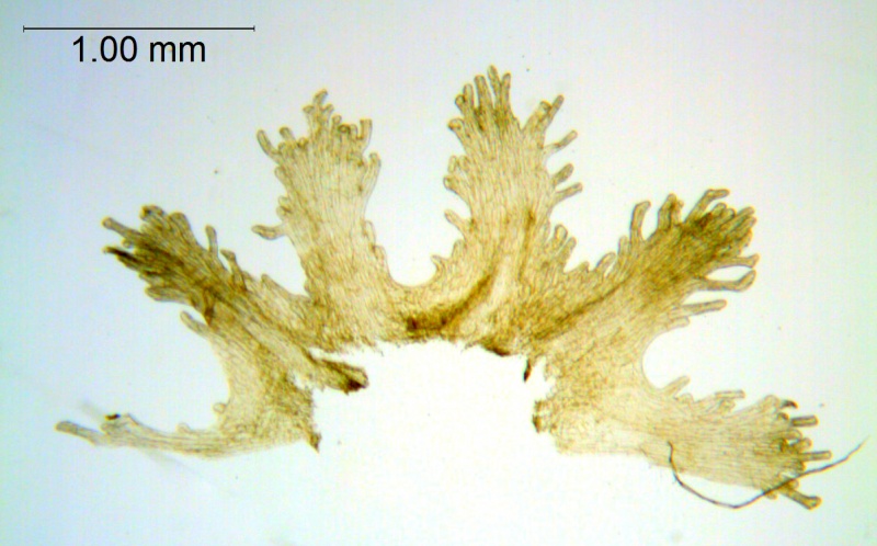 Cuscuta micrantha; Chile, Skottsberg 995 (S)