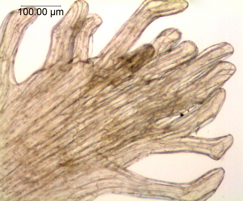 CCuscuta micrantha; Chile, Skottsberg 995 (S)