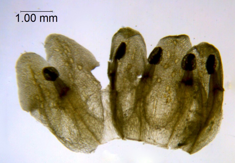 Cuscuta mitriformis; Mexico, Henrickson 13638 (RSA)