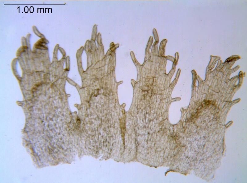 Cuscuta mitriformis; Mexico, Henrickson 13638 (RSA)