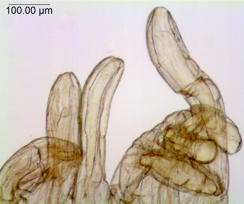 Cuscuta mitriformis; Mexico, Henrickson 13638 (RSA)