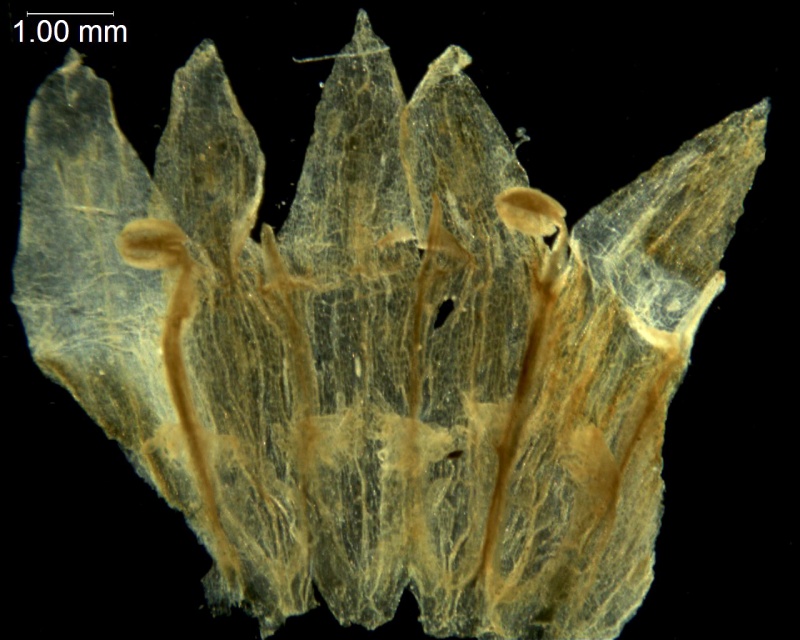 Cuscuta natalensis; South Africa, Rudatis 1319 (NBG)
