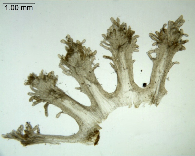 Cuscuta natalensis; South Africa, Rudatis 1319 (NBG)