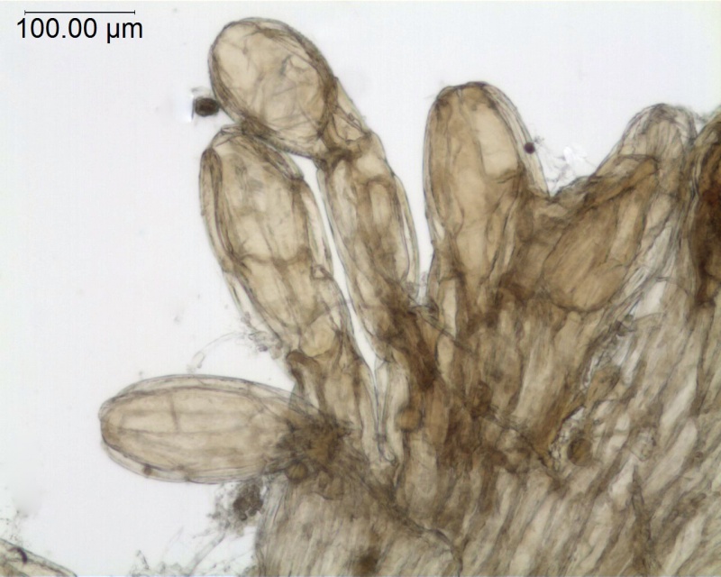 Cuscuta natalensis; South Africa, Rudatis 1319 (NBG)