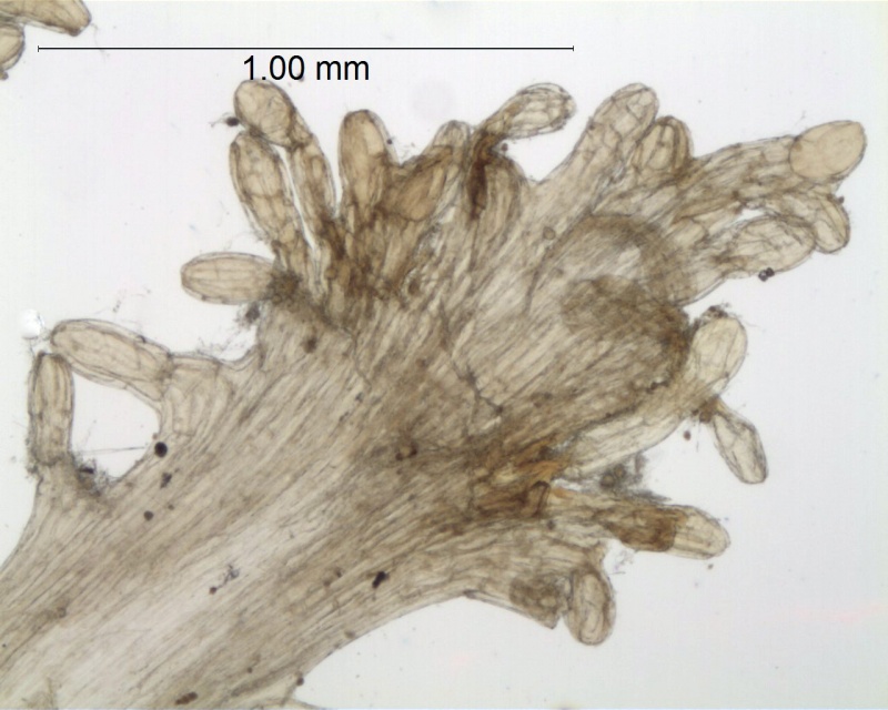Cuscuta natalensis; South Africa, Rudatis 1319 (NBG)