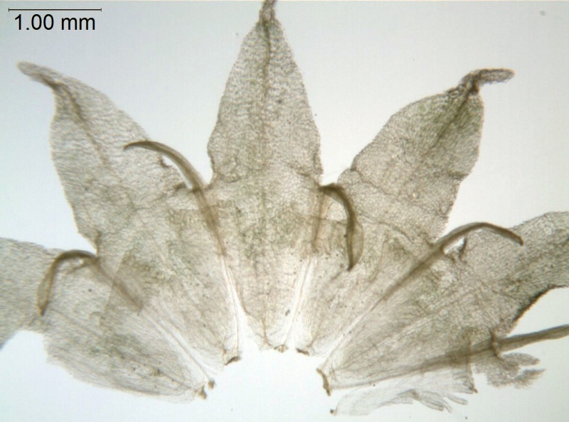 Cuscuta nitida; South Africa, Burgers 2649 (NBG)