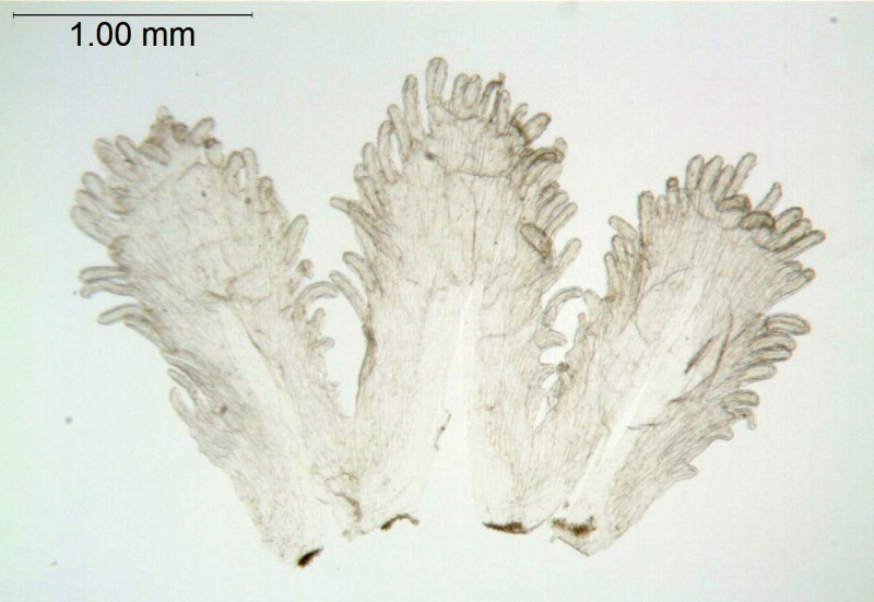 Cuscuta nitida; South Africa, Burgers 2649 (NBG)
