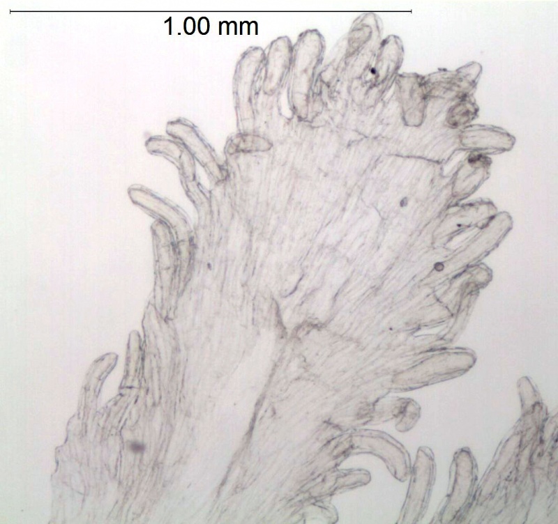 Cuscuta nitida; South Africa, Burgers 2649 (NBG)