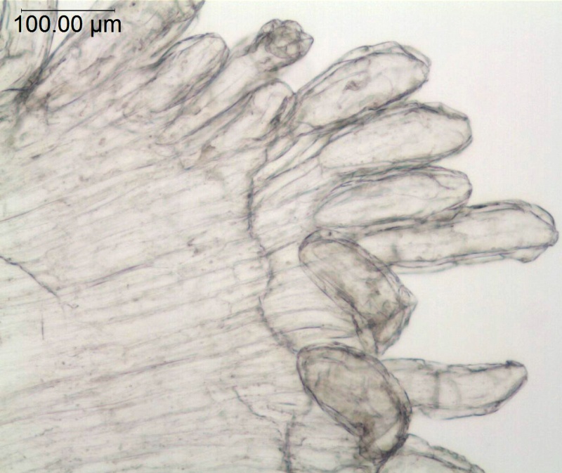 Cuscuta nitida; South Africa, Burgers 2649 (NBG)