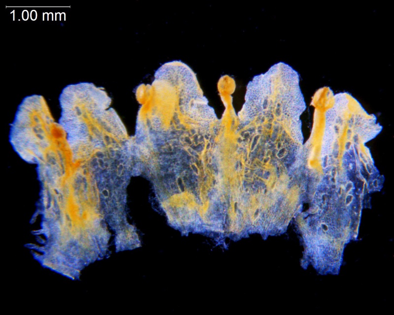 Cuscuta obtusiflora var. obtusiflora; Argentina, Arbo et al. 7973 (CTES)