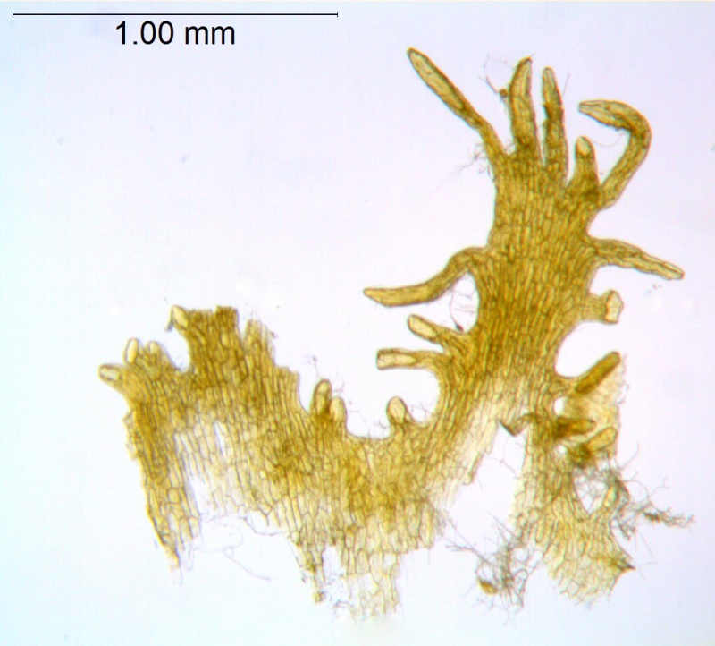 Cuscuta obtusiflora var. obtusiflora; Argentina, Arbo et al. 7973 (CTES)