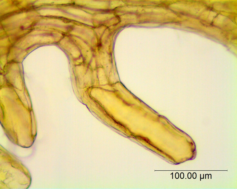 Cuscuta obtusiflora var. obtusiflora; Argentina, Arbo et al. 7973 (CTES)