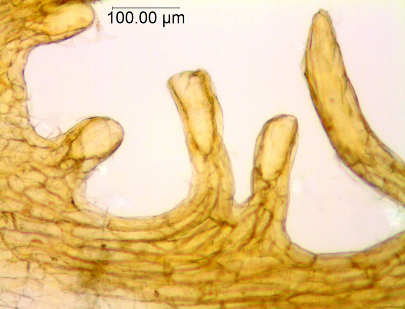 Cuscuta obtusiflora var. obtusiflora; Argentina, Arbo et al. 7973 (CTES)